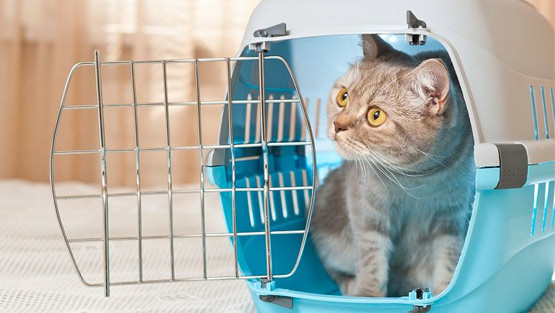 Hire Professional Pet Relocation Company For A Stress-Free Move