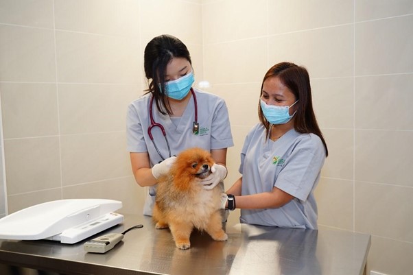 Everything Pet Owners Need to Know About Vaccination Requirements for Pets Entering Singapore